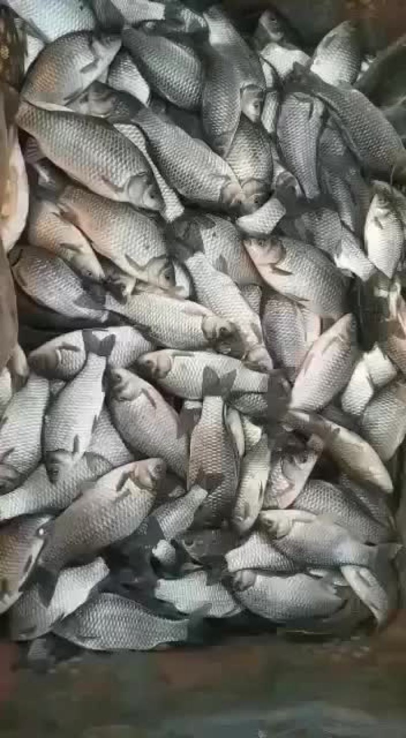 鲫鱼苗