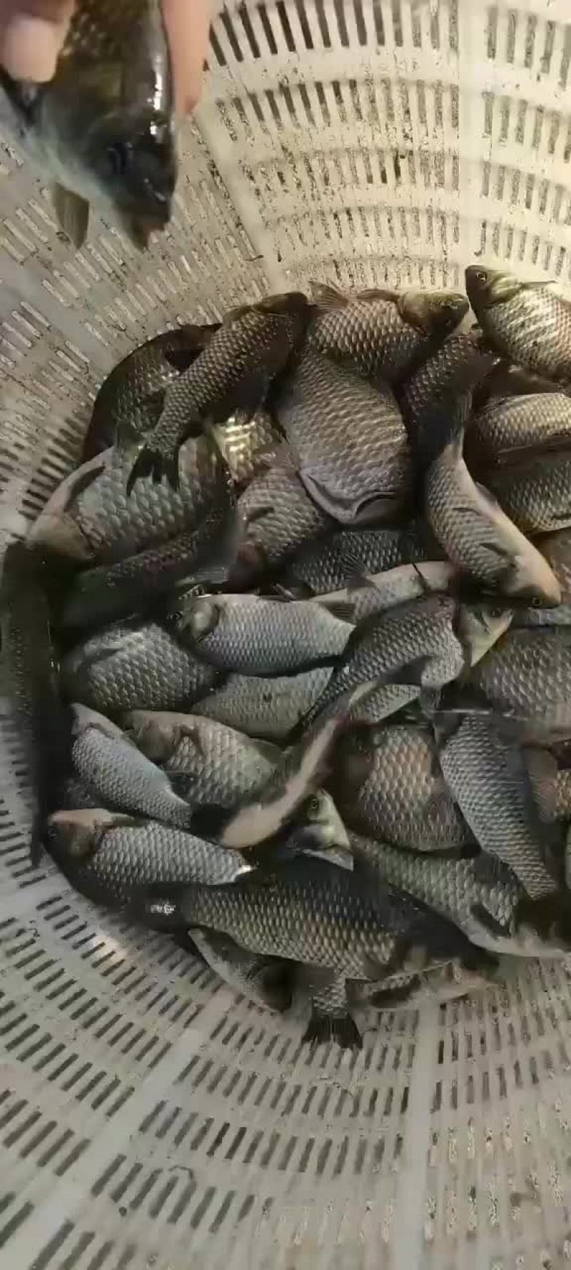 鲫鱼苗