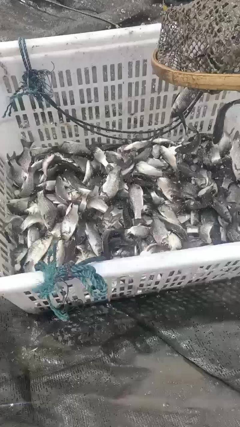 鲫鱼苗