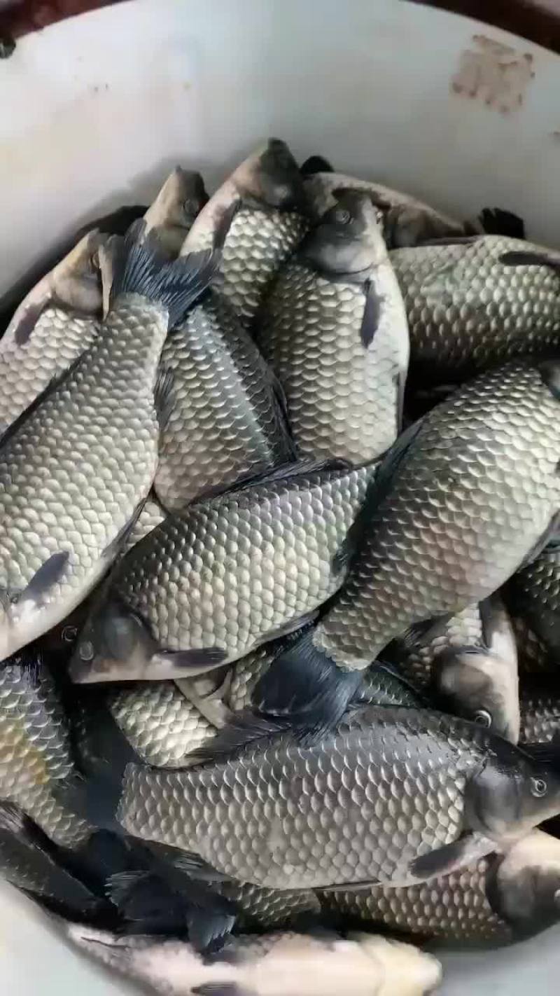 鲫鱼苗