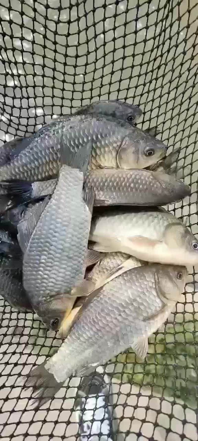 鲫鱼苗