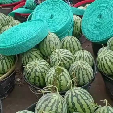 美都西瓜