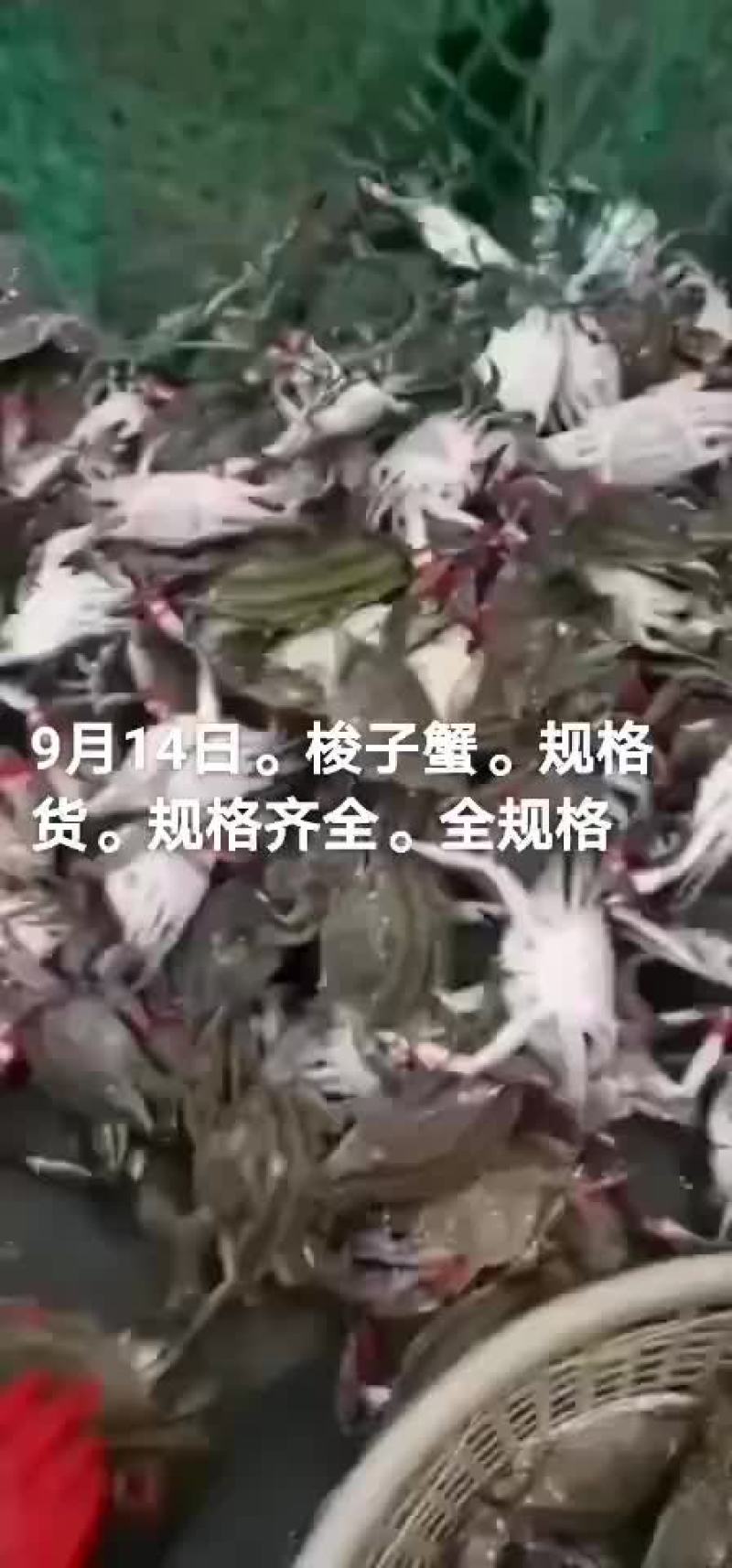 梭子蟹