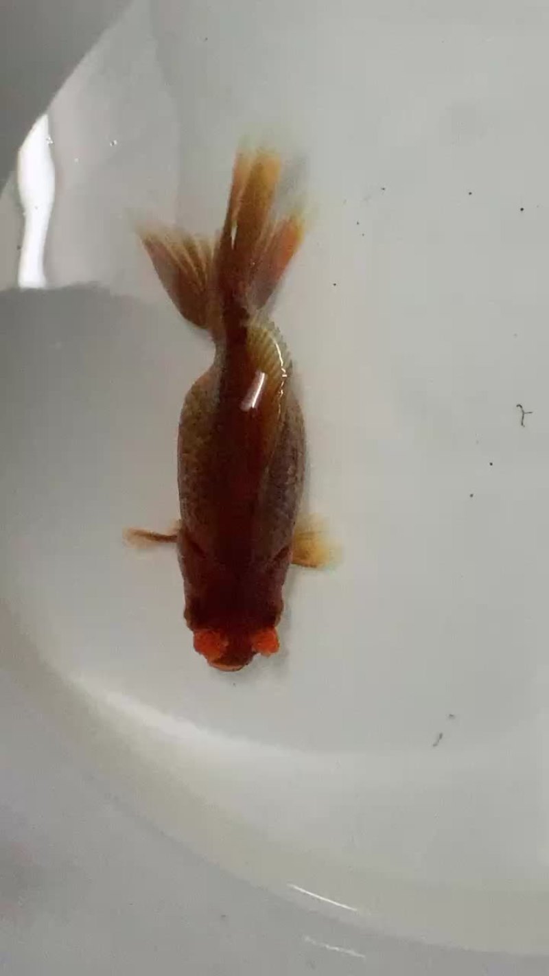 金鱼