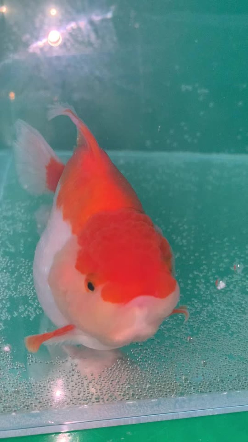 金鱼