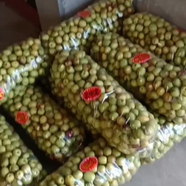 雨棚冬枣大量上市颜色好个头大口感美丽