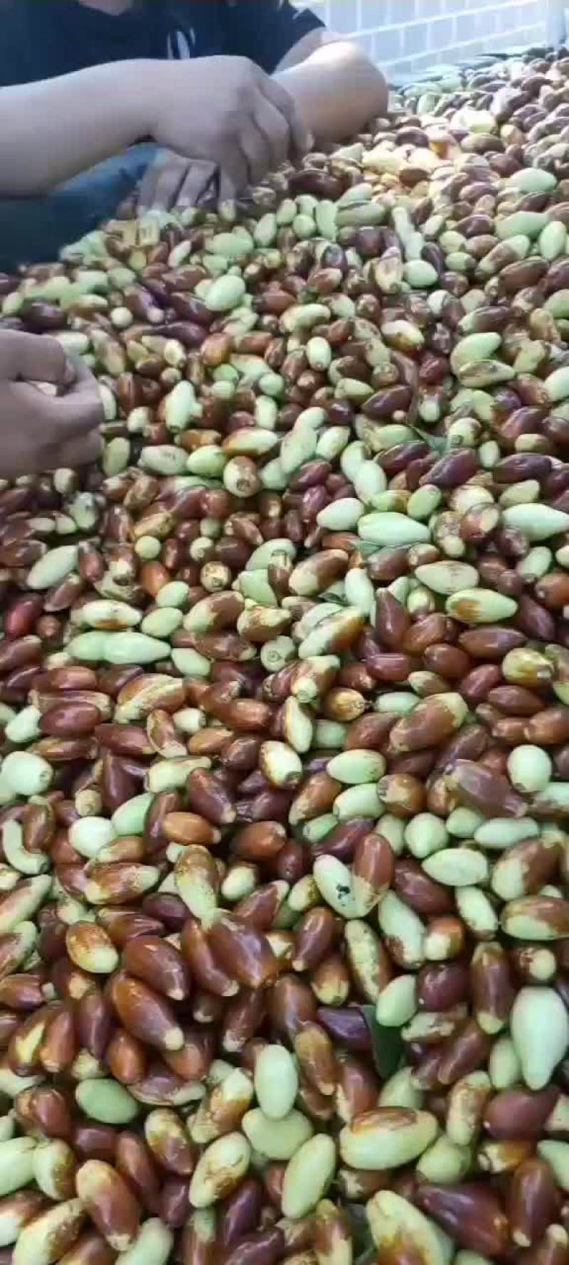 山地马牙枣