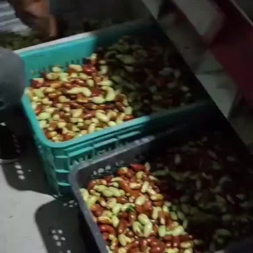 山地马牙枣