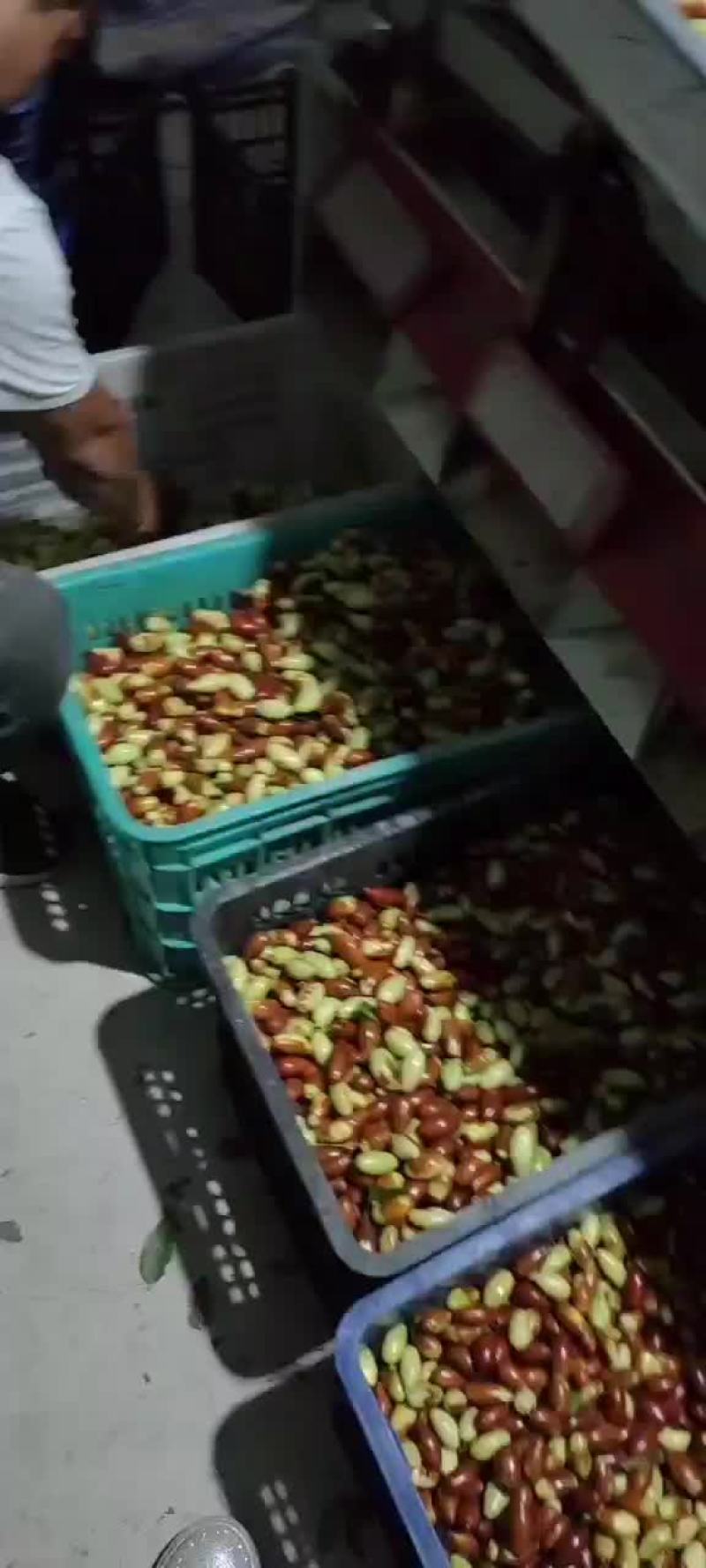 山地马牙枣