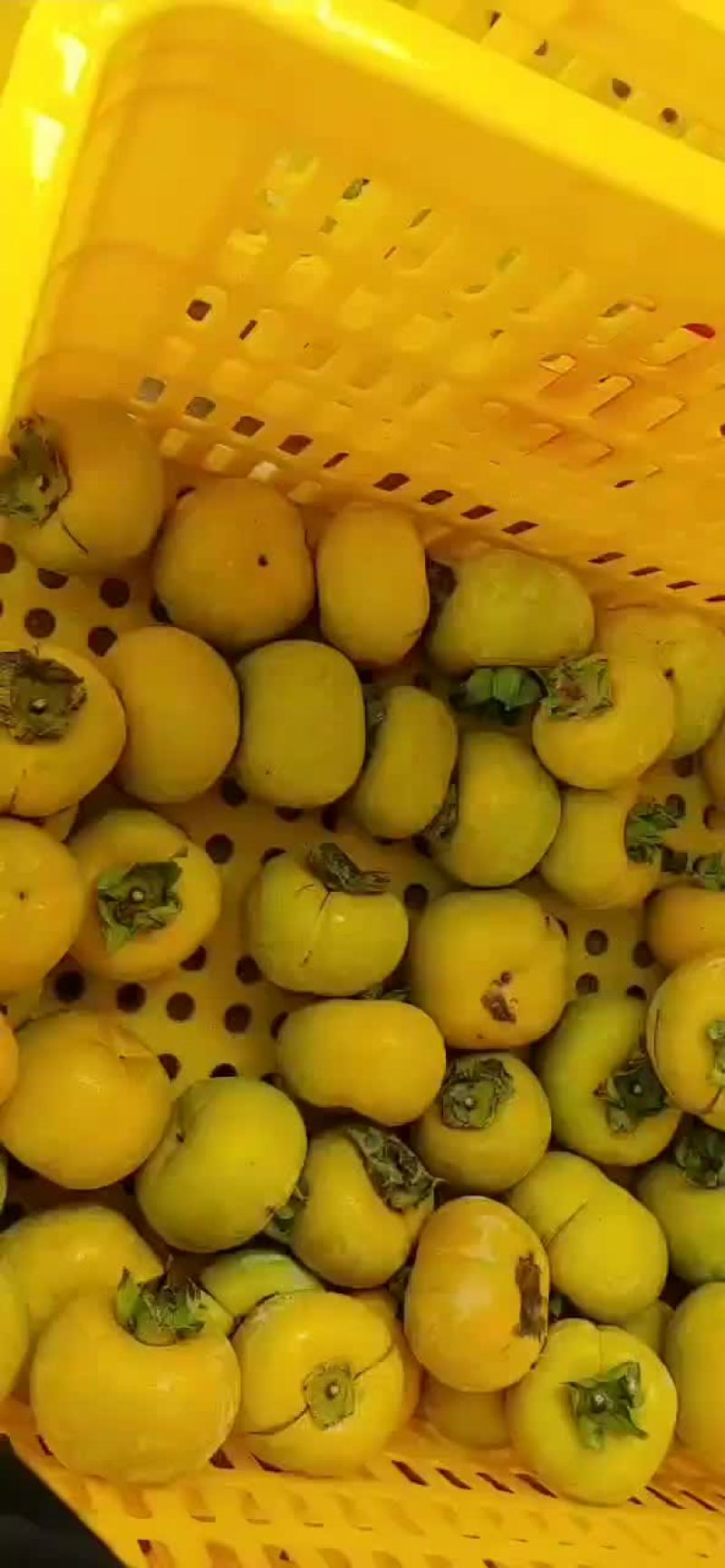 代购，各种柿饼果