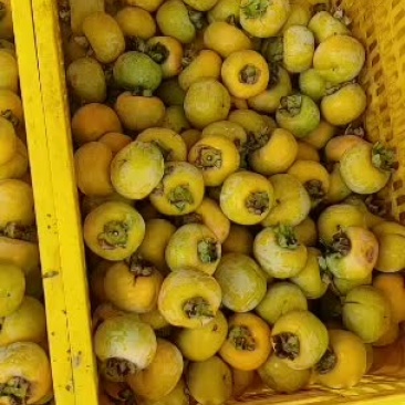 代购，各种柿饼果