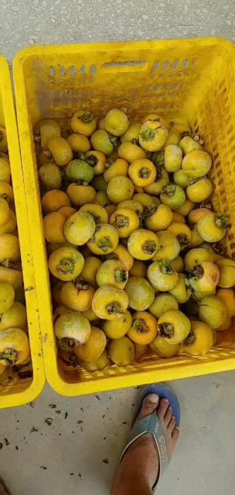 代购，各种柿饼果