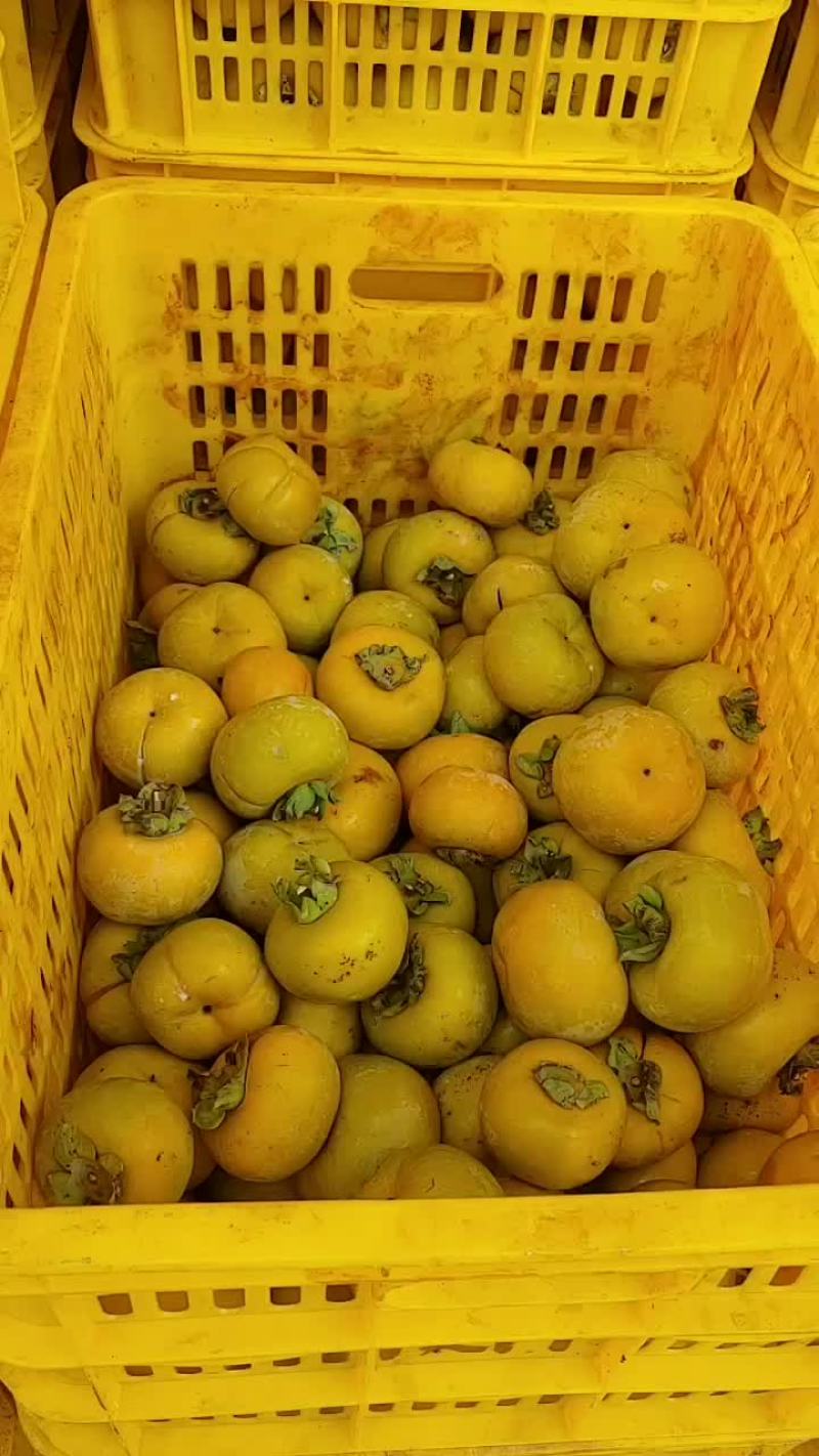 代购，各种柿饼果