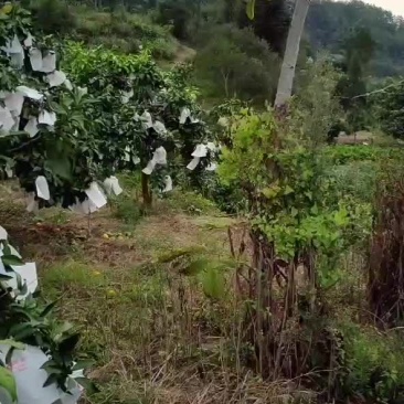 秀山县柑桔爱媛果冻橙