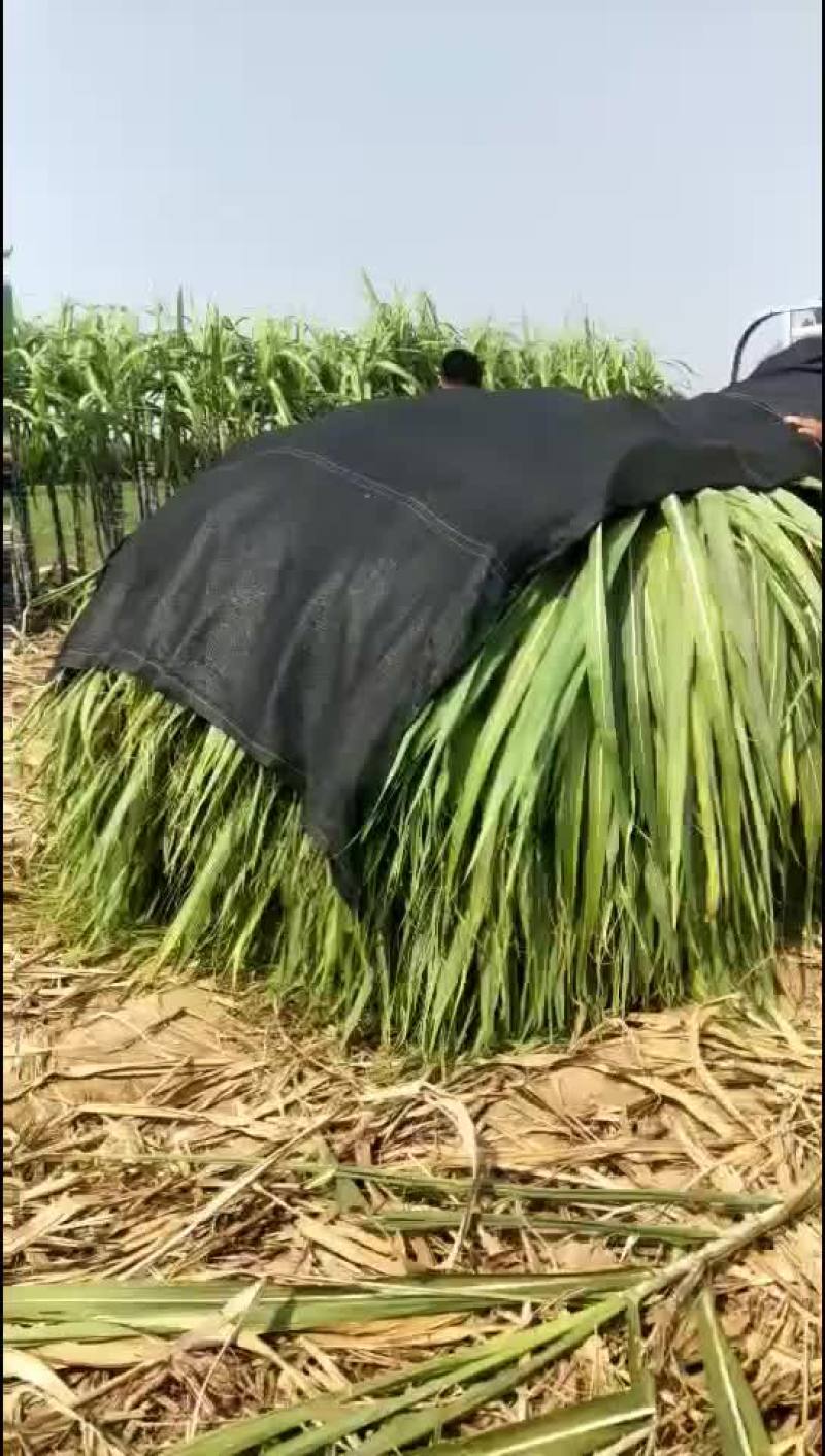 景茹种植农民专业合作社、黑皮甘蔗种植基地、正在上市中