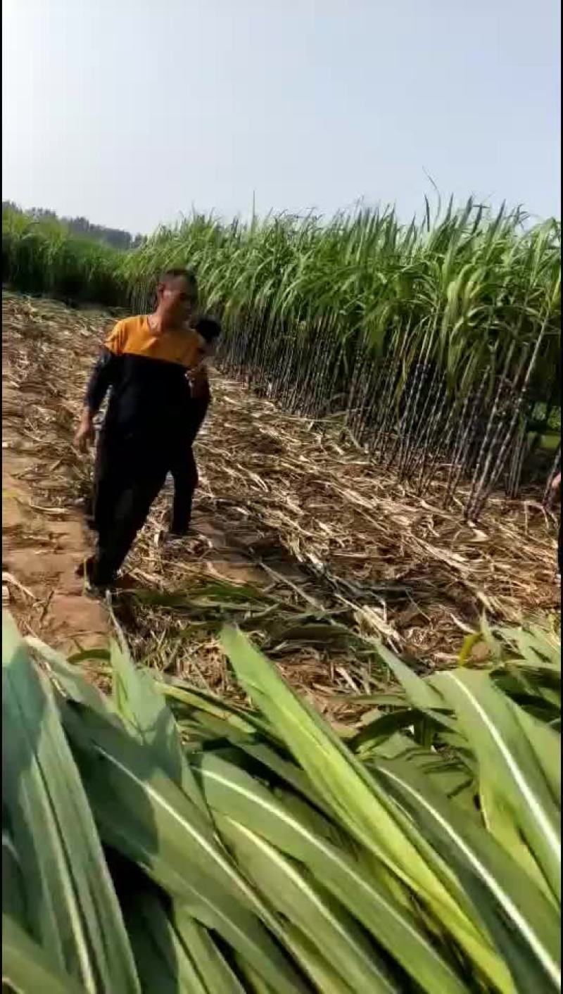景茹种植农民专业合作社、黑皮甘蔗种植基地、正在上市中