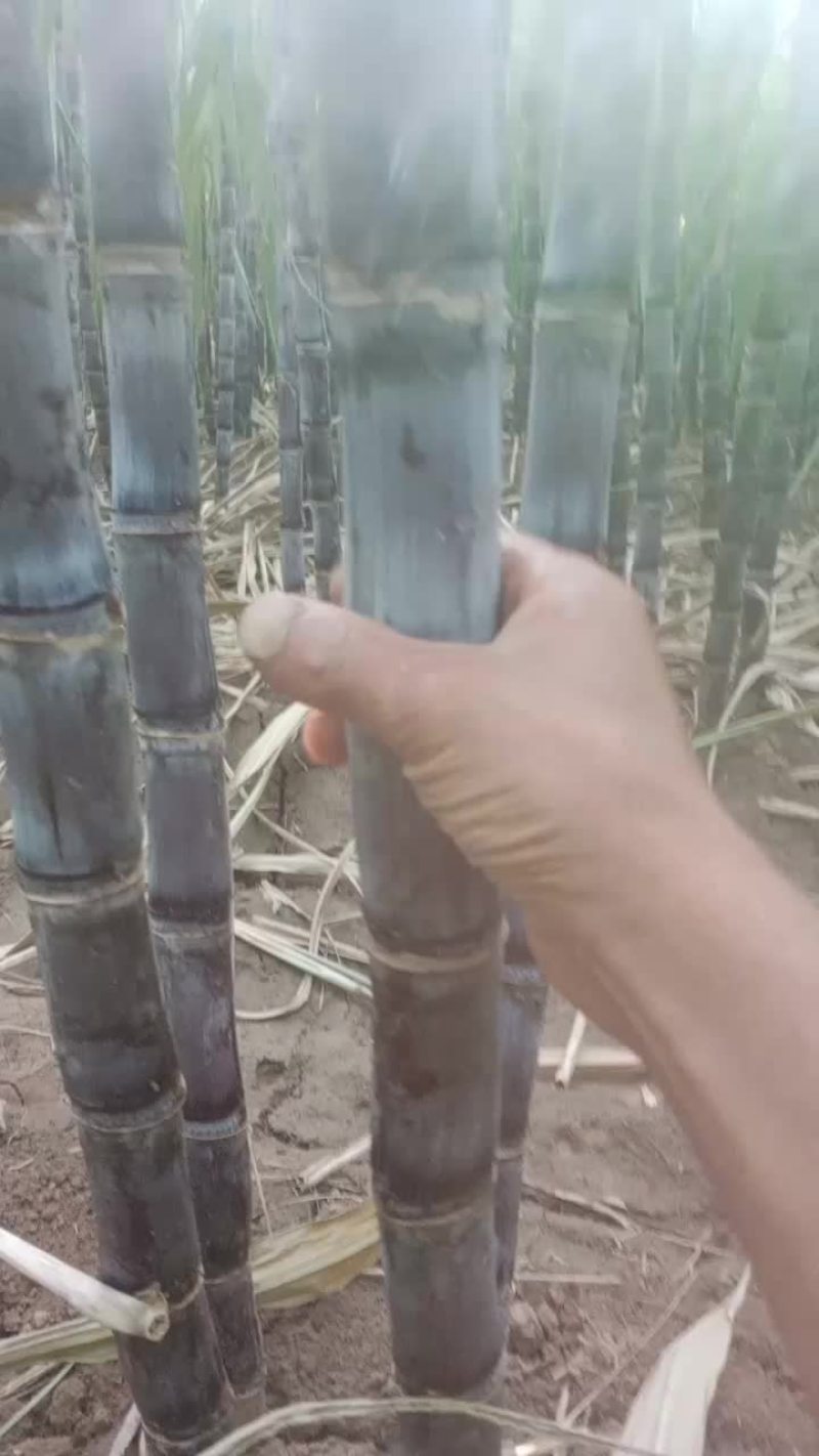 景茹种植农民专业合作社、黑皮甘蔗种植基地、正在上市中
