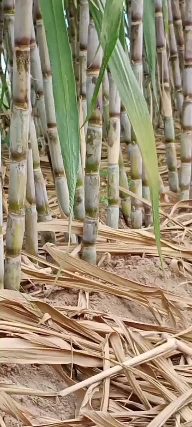 景茹种植农民专业合作社、黑皮甘蔗种植基地、正在上市中
