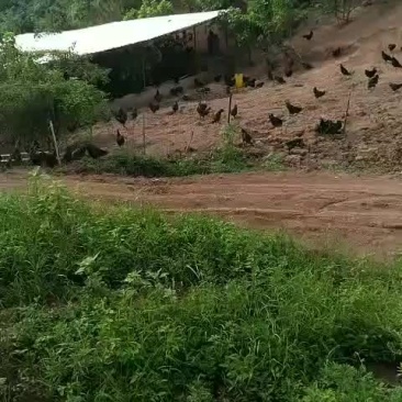 土鸡