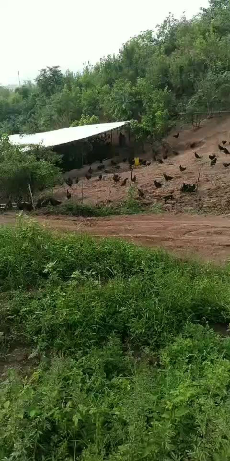 土鸡
