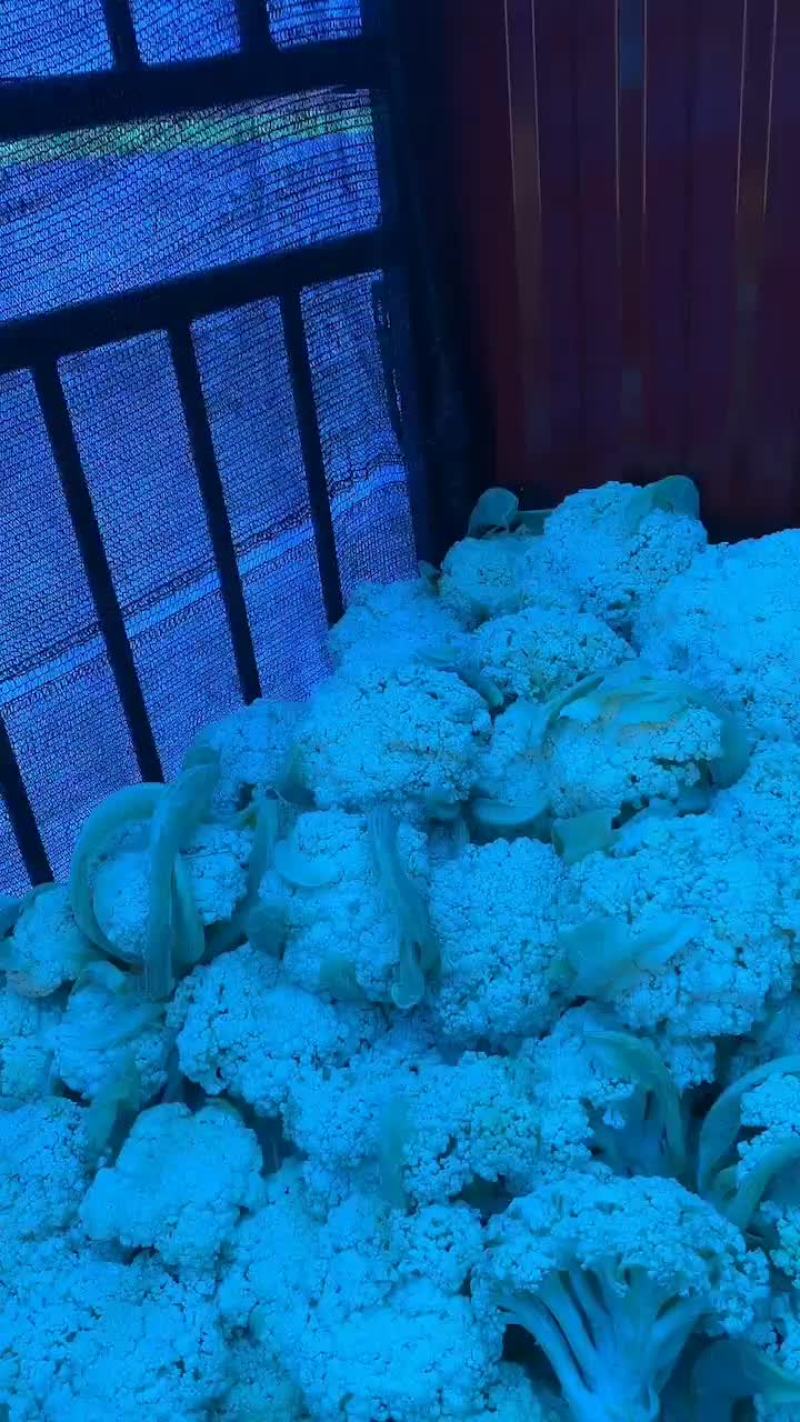松花，散花