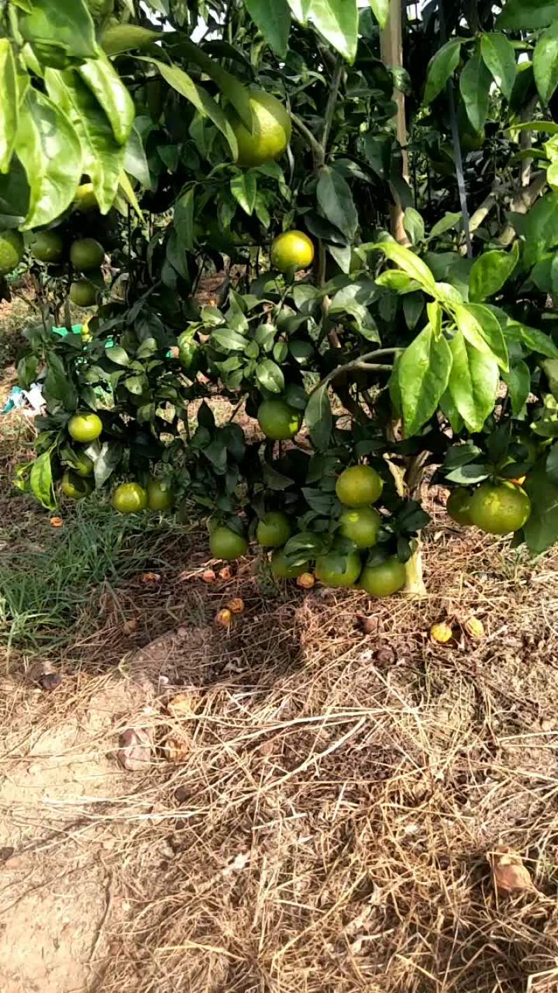 爱缓果冻橙
