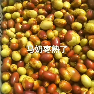 黄骅马奶枣产地直销