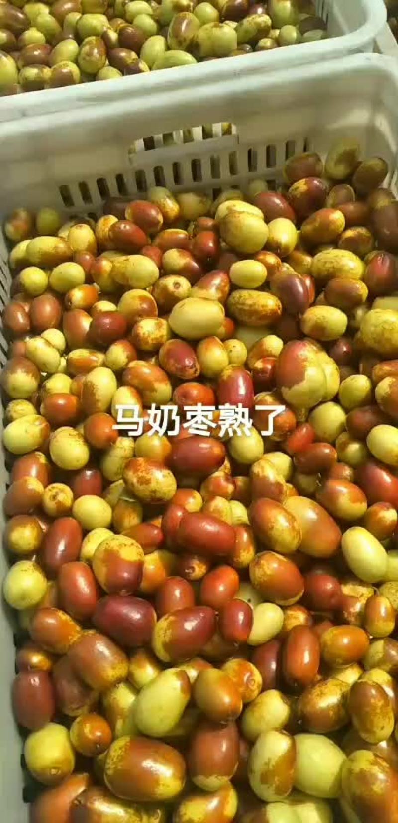 黄骅马奶枣产地直销