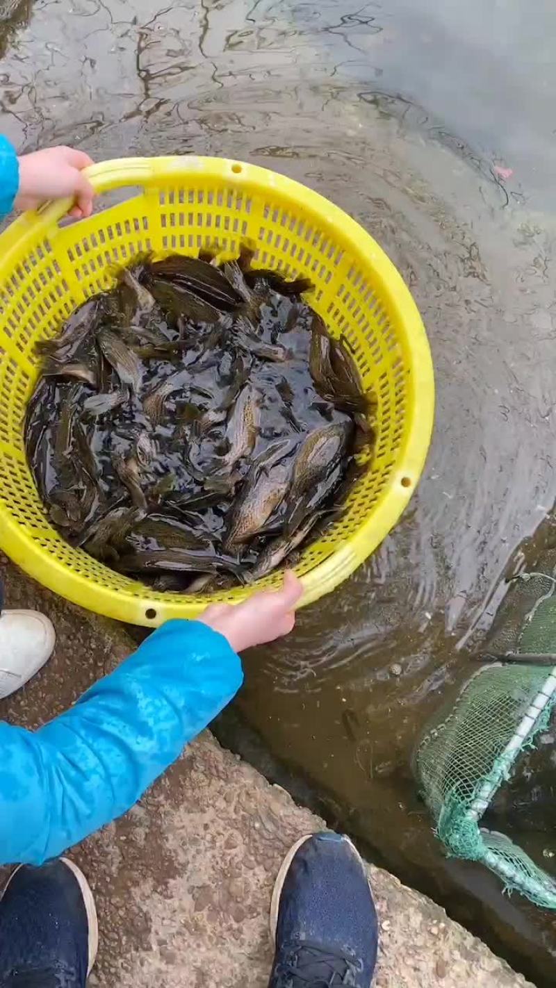 石鳜，斑鳜