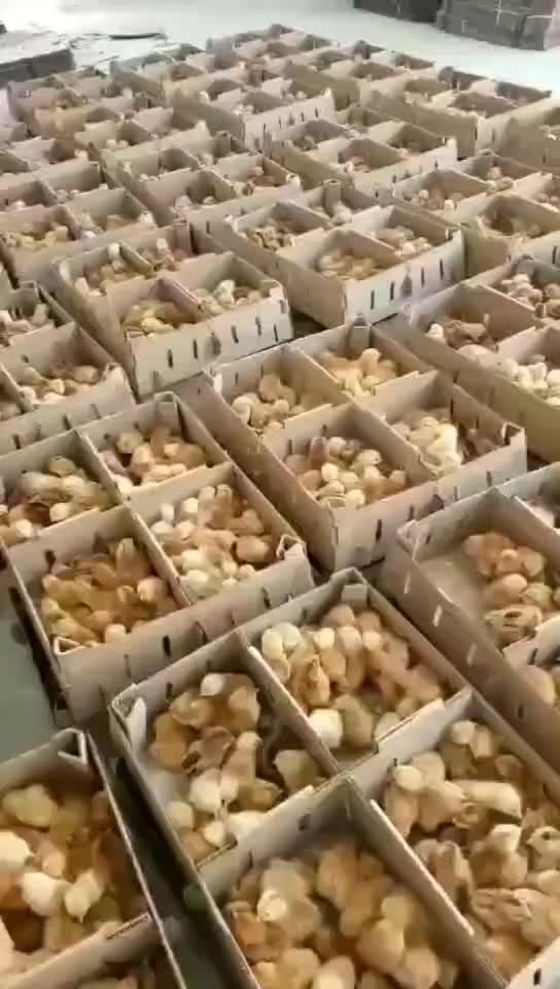 三黄鸡厂家直发包成活包疫苗量大优惠免费提供养殖技