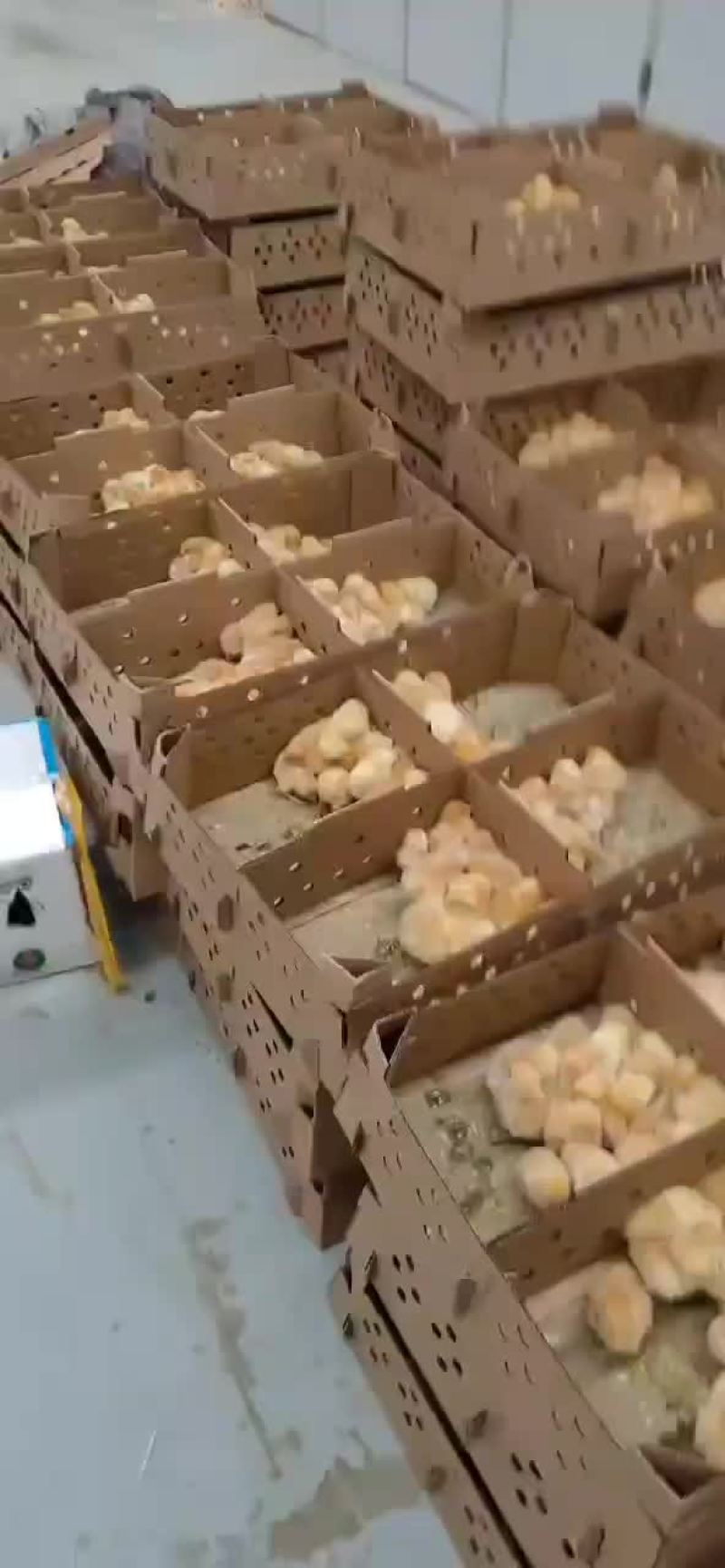 三黄鸡厂家直发包成活包疫苗量大优惠免费提供养殖技