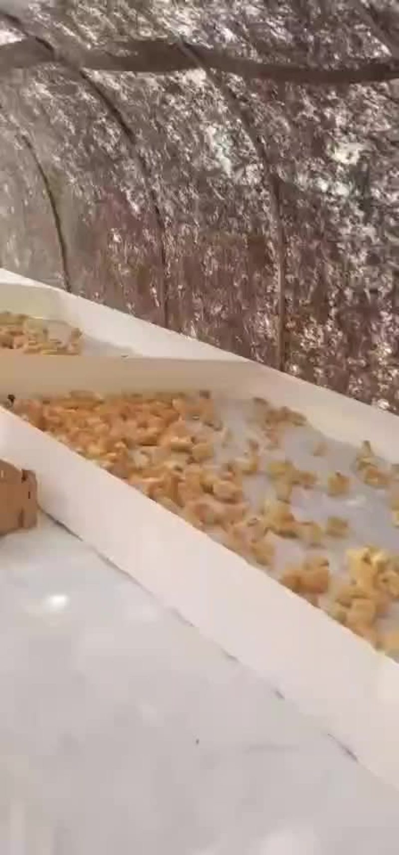 三黄鸡厂家直发包成活包疫苗量大优惠免费提供养殖技