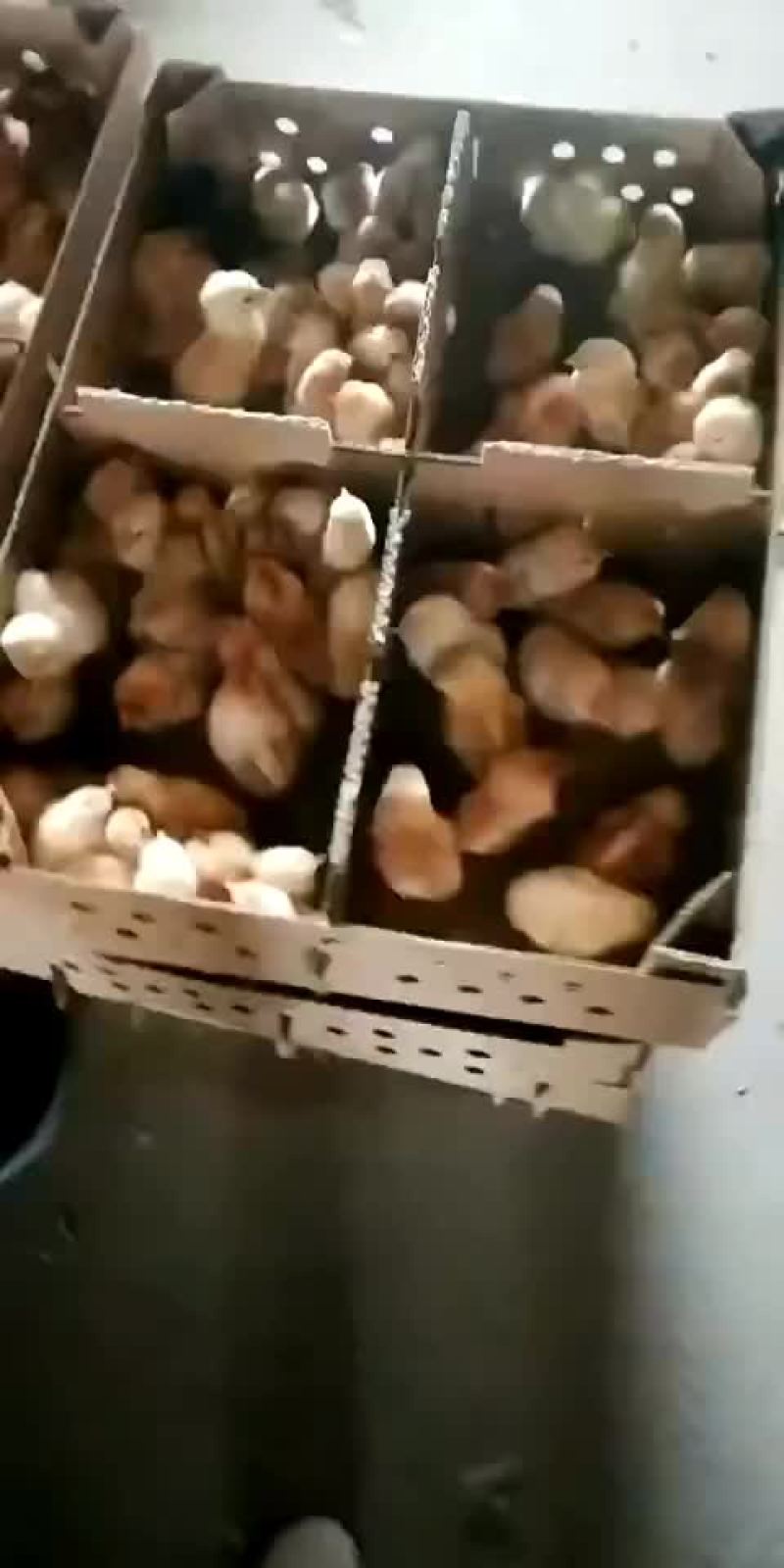 三黄鸡厂家直发包成活包疫苗量大优惠免费提供养殖技