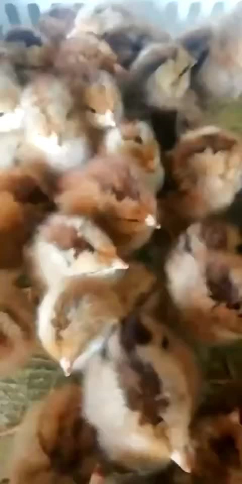 三黄鸡厂家直发包成活包疫苗量大优惠免费提供养殖技