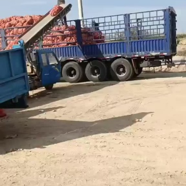 甘肃白银黄皮洋葱产地一级货源