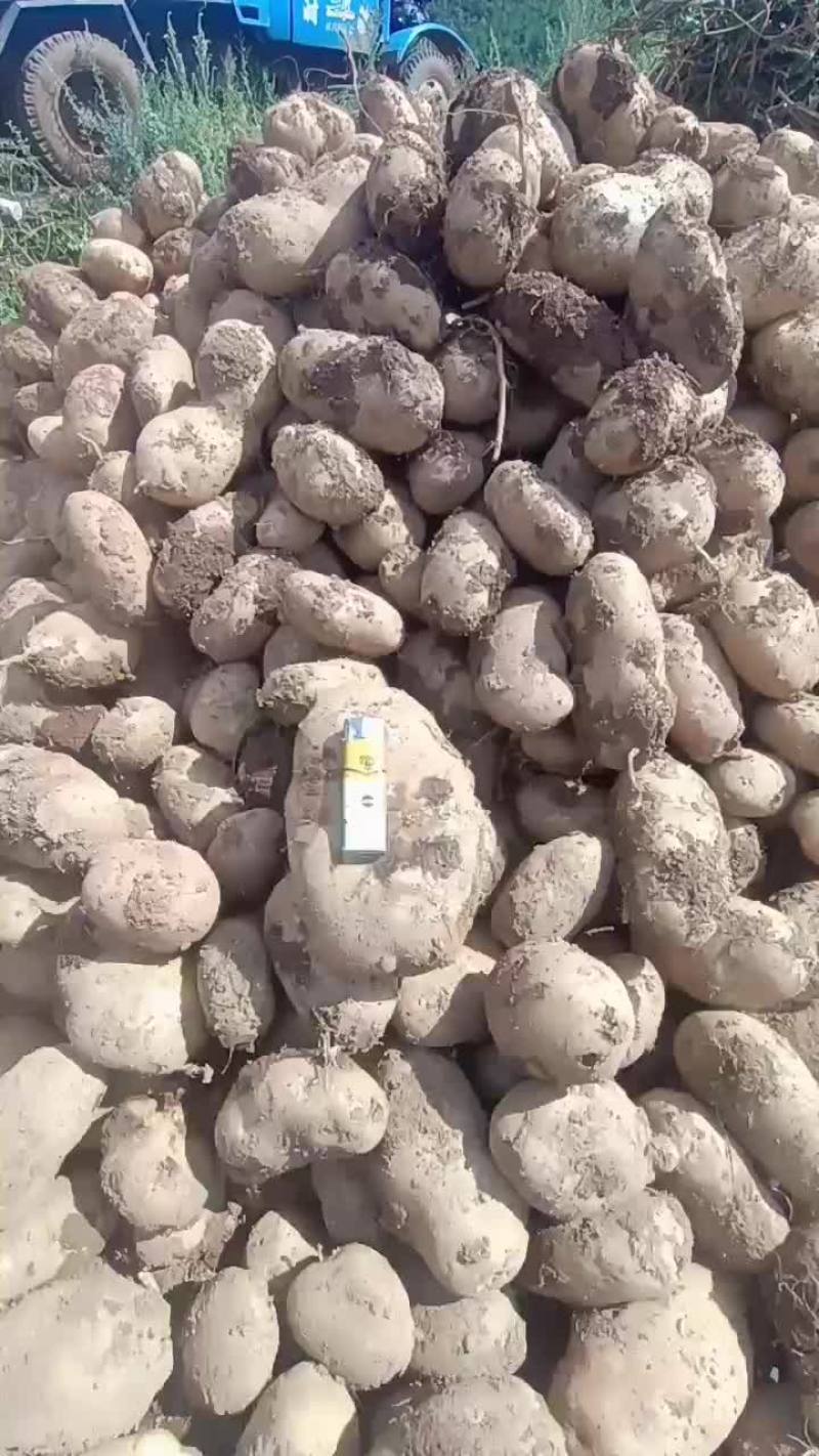 丽薯6号