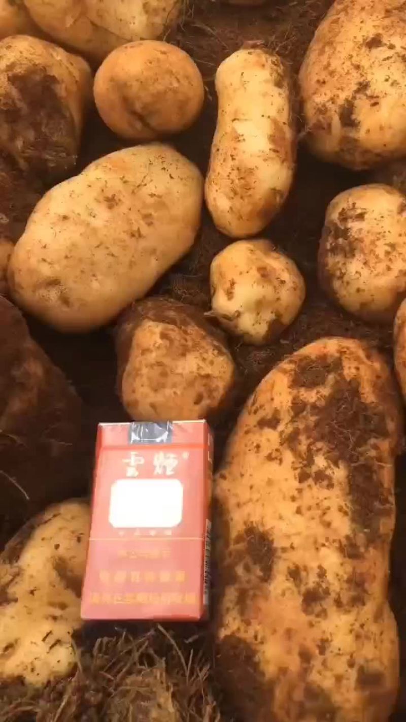 丽薯6号