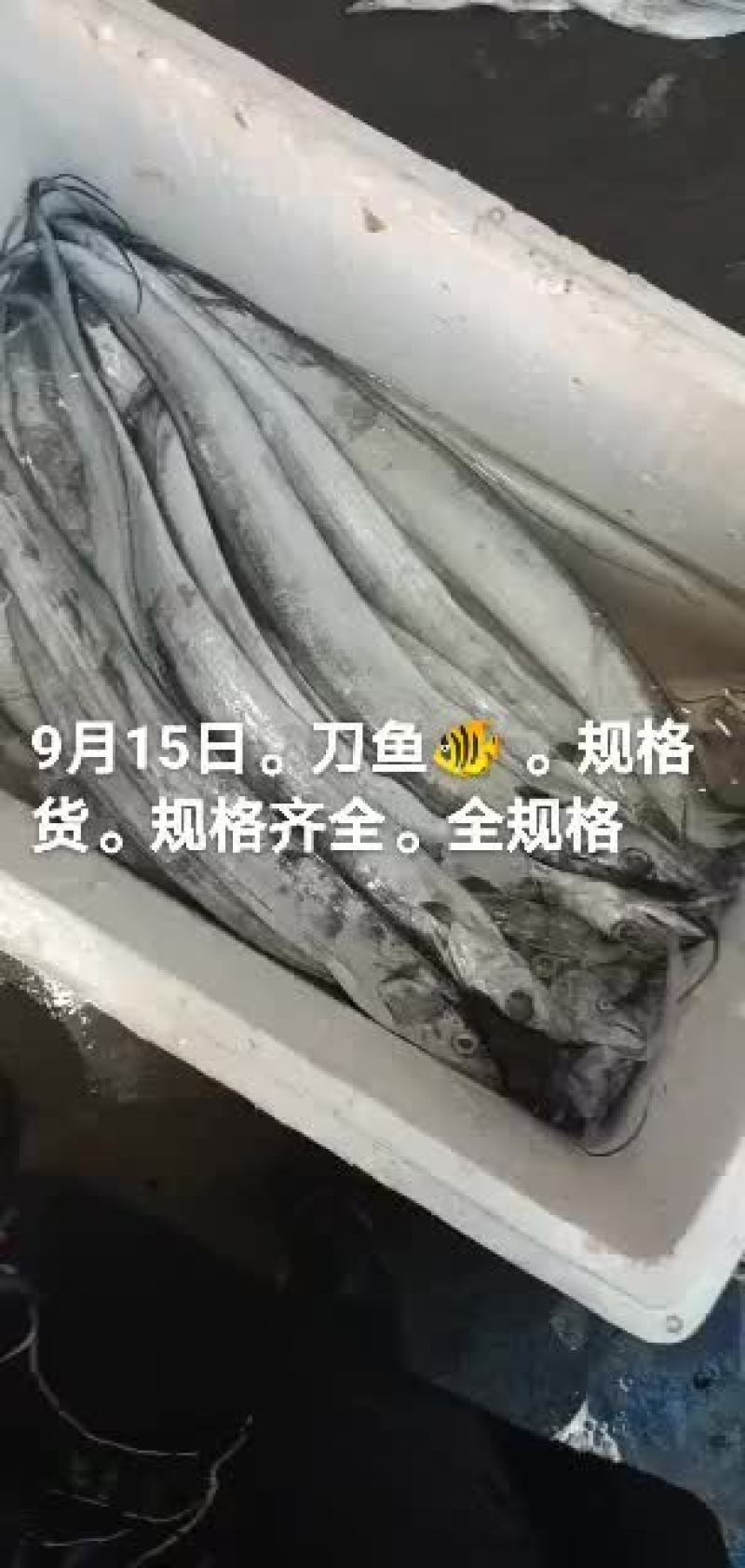 刀鱼