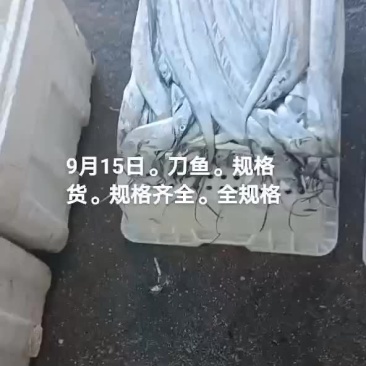 刀鱼