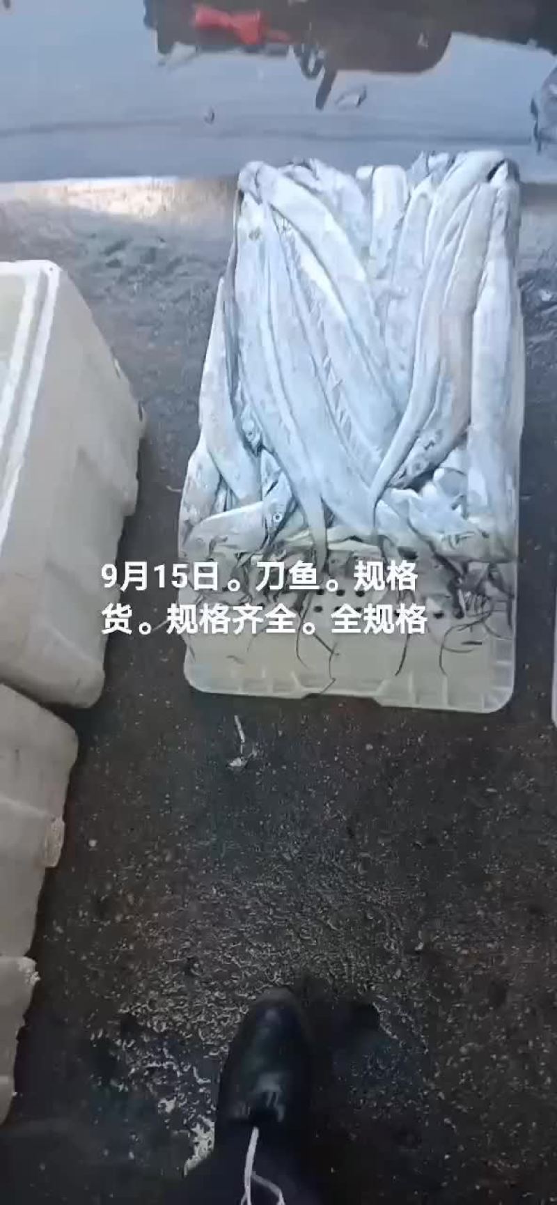 刀鱼