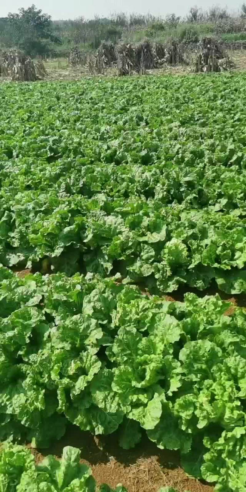 麻叶菜降价了
