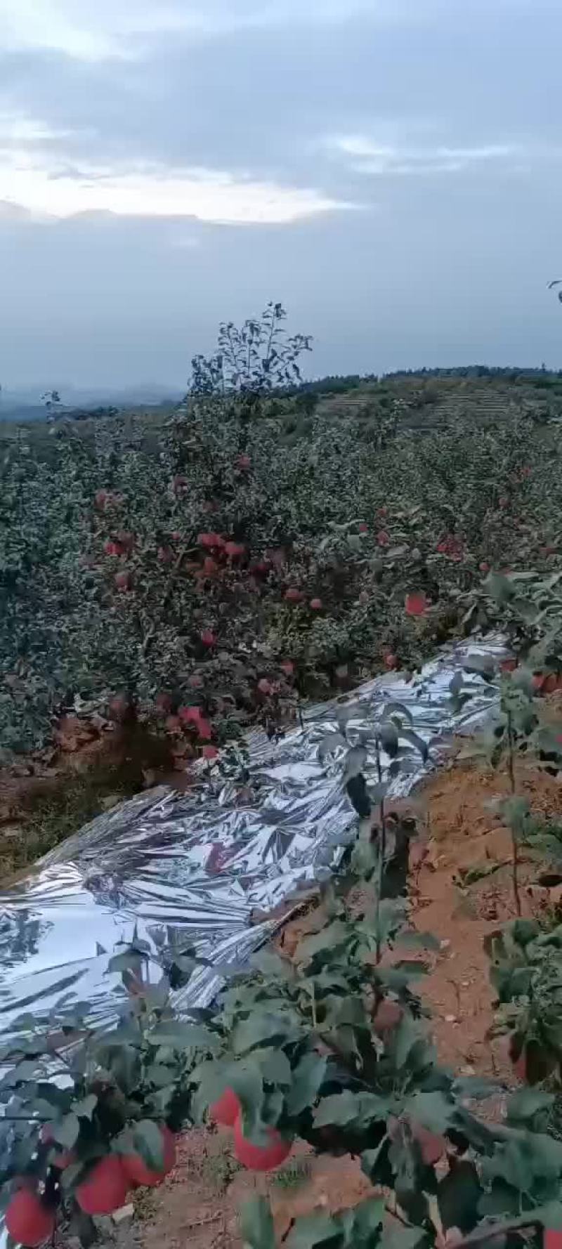 岳阳红