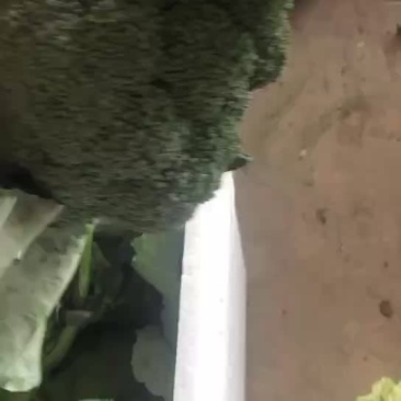 精品西兰花上市，需要的老板可以联系