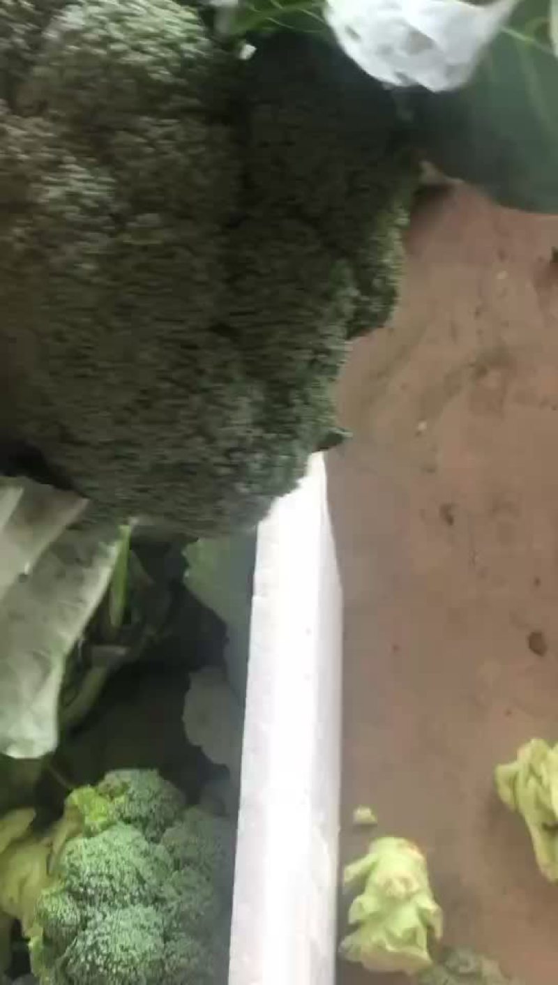 精品西兰花上市，需要的老板可以联系