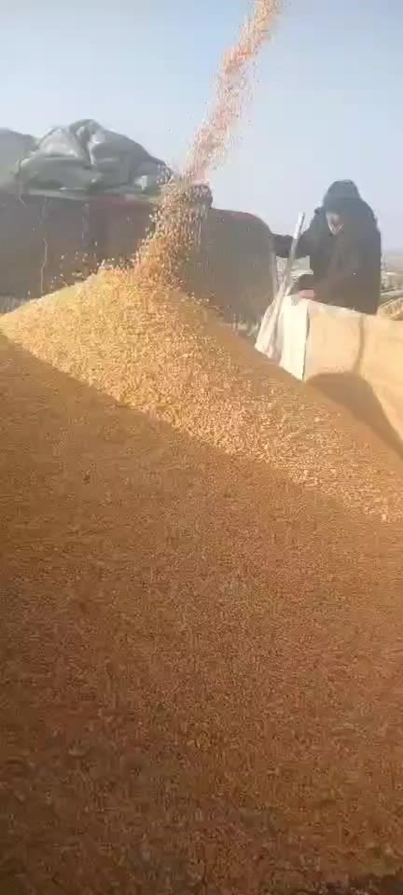 玉米