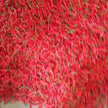 小米椒