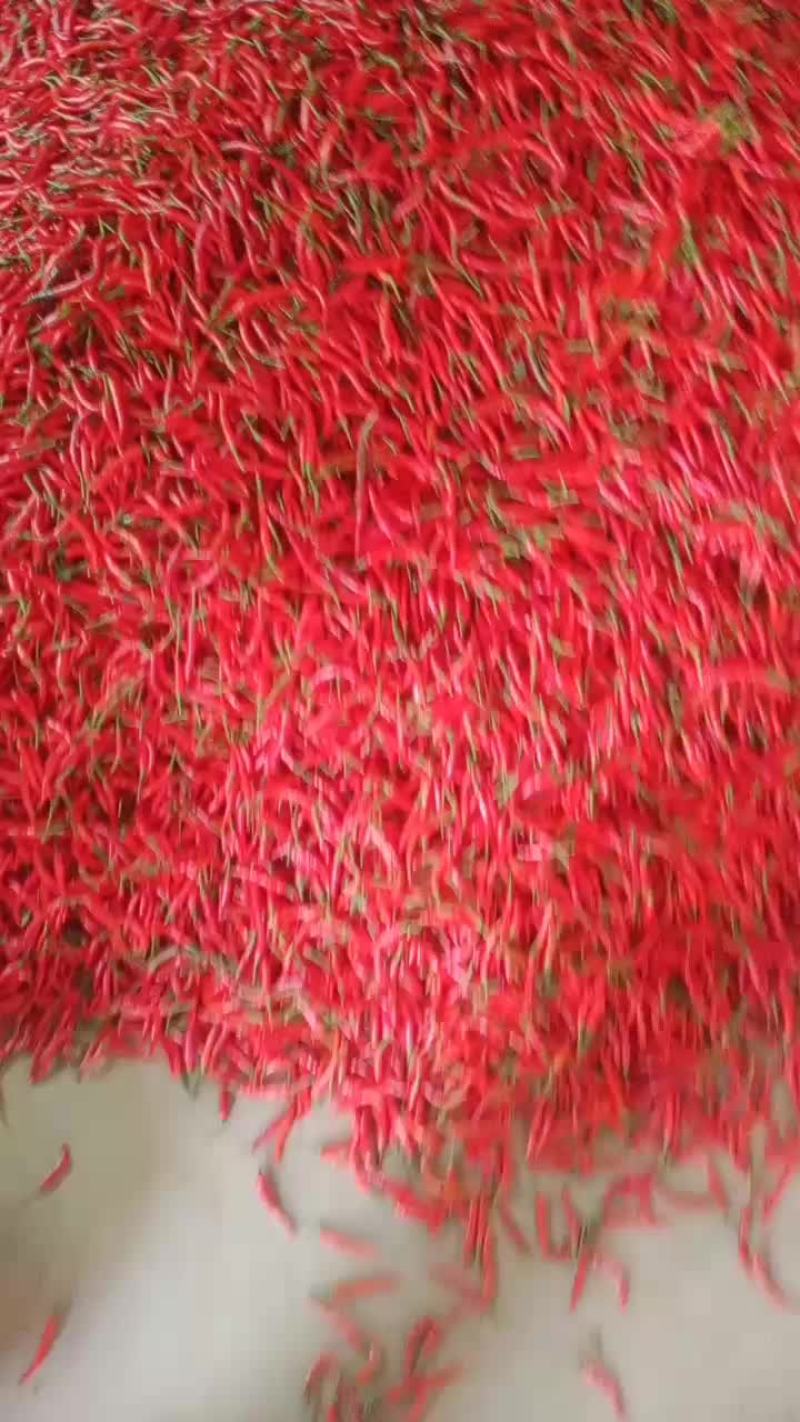 小米椒