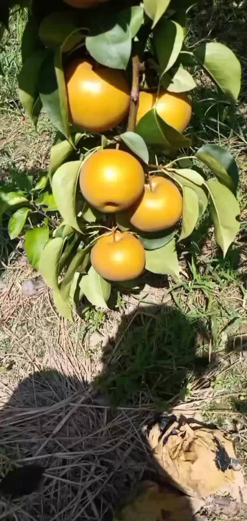 晚秋黄梨