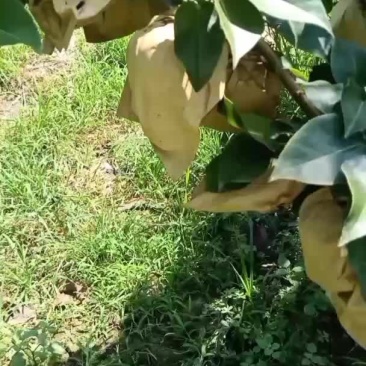 晚秋黄梨