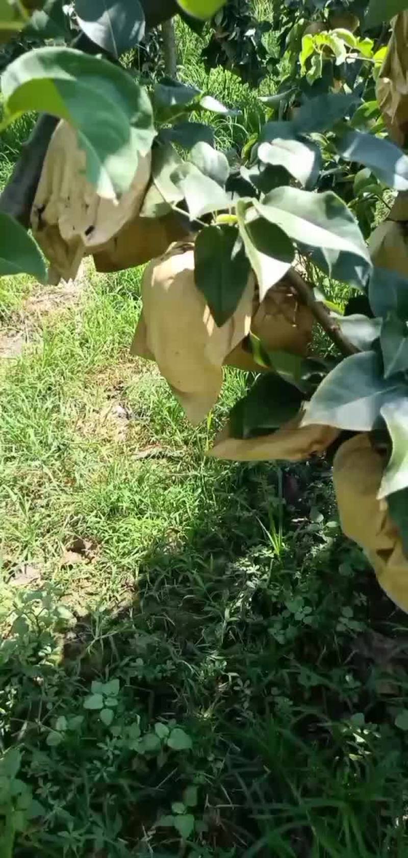 晚秋黄梨